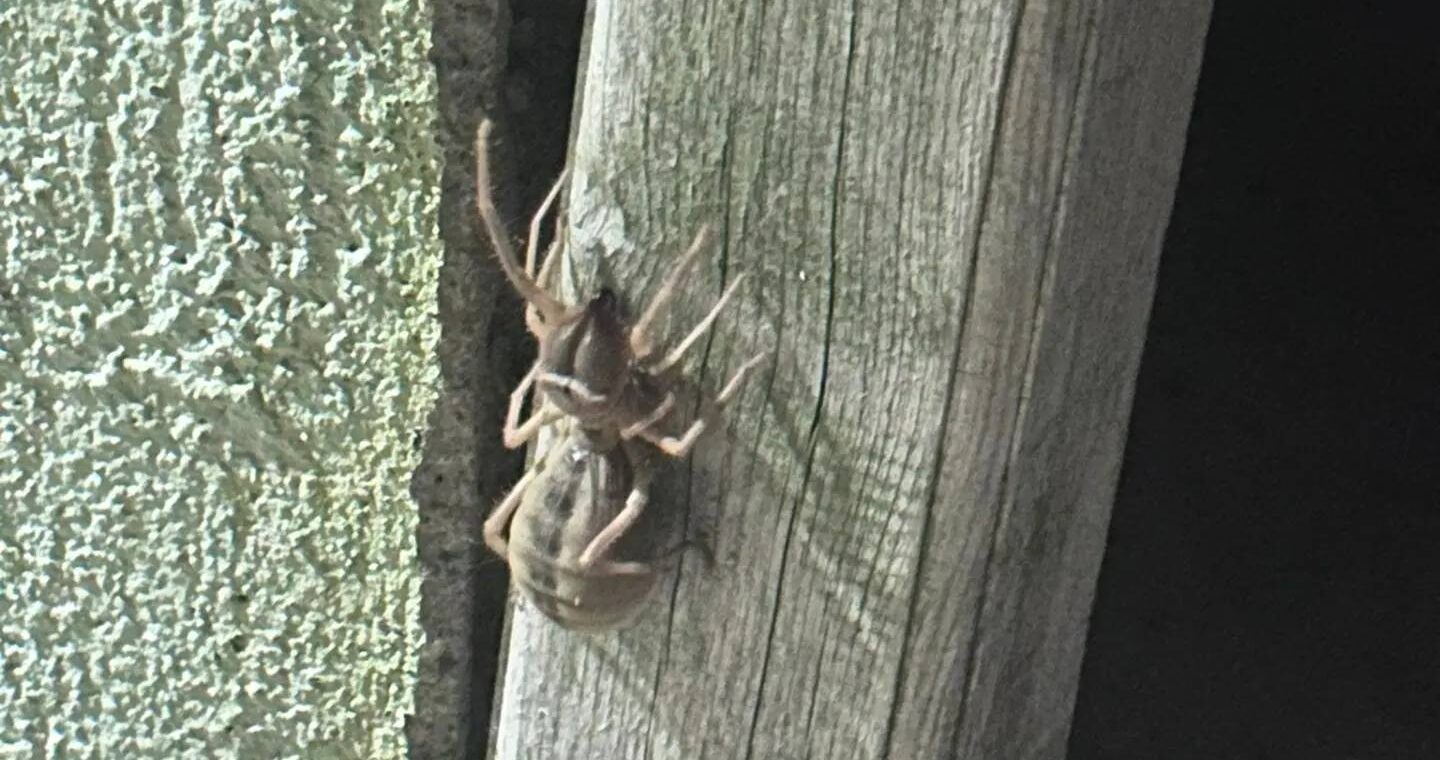 Sorgun Sosyal Tesisleri’nde görülen Sarıkız örümceği, ziyaretçiler arasında panik yarattı.