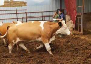 Sorgun İlçe Tarım ve Orman Müdürlüğü tarafından vatandaşlara sunulan hibe