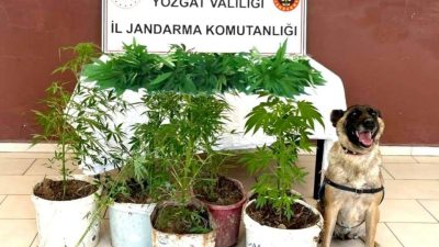 Yozgat'ta uyuşturucu operasyonu, yapılan operasyonda, 27 kök saksı ve toprağa