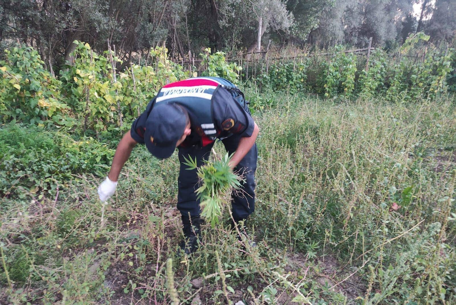 Yozgat İl Jandarma Komutanlığı’ndan Başarılı Operasyon: 14 Kök Kenevir ve