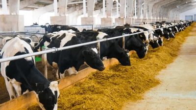 Hayvancılık Desteklemelerine İlişkin Karar, Resmi Gazete'de yayımlanarak yürürlüğe girdi.