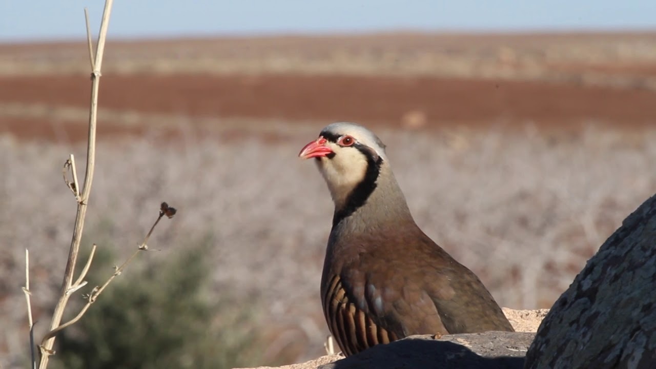 Tarım ve Orman Bakanlığı, 2014-2024 döneminde kene mücadelesine katkı sağlamak