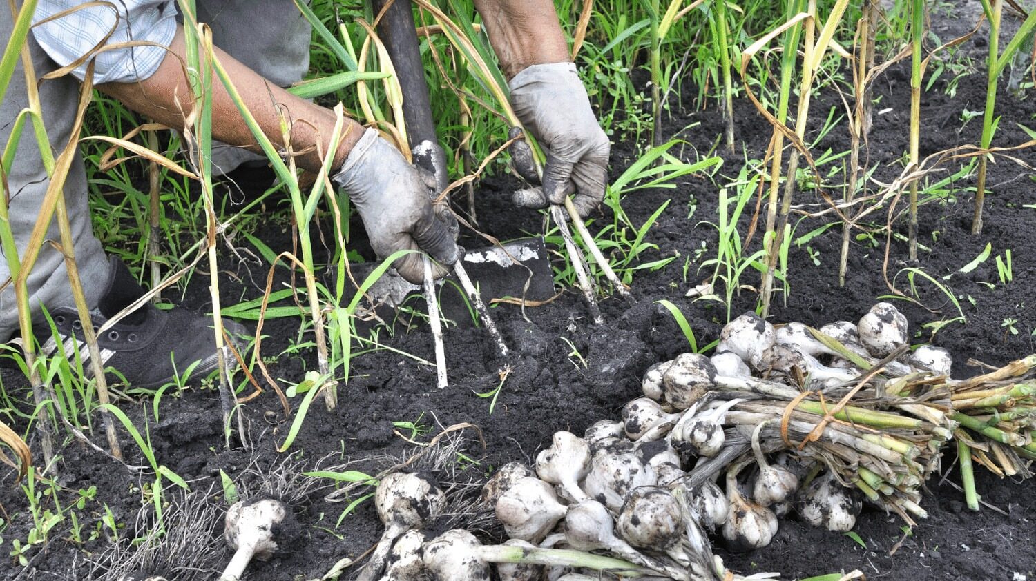 Yozgat’a özellikle Kastamonu ve Kahramanmaraş’tan getirilen sarımsak fiyatları her geçen