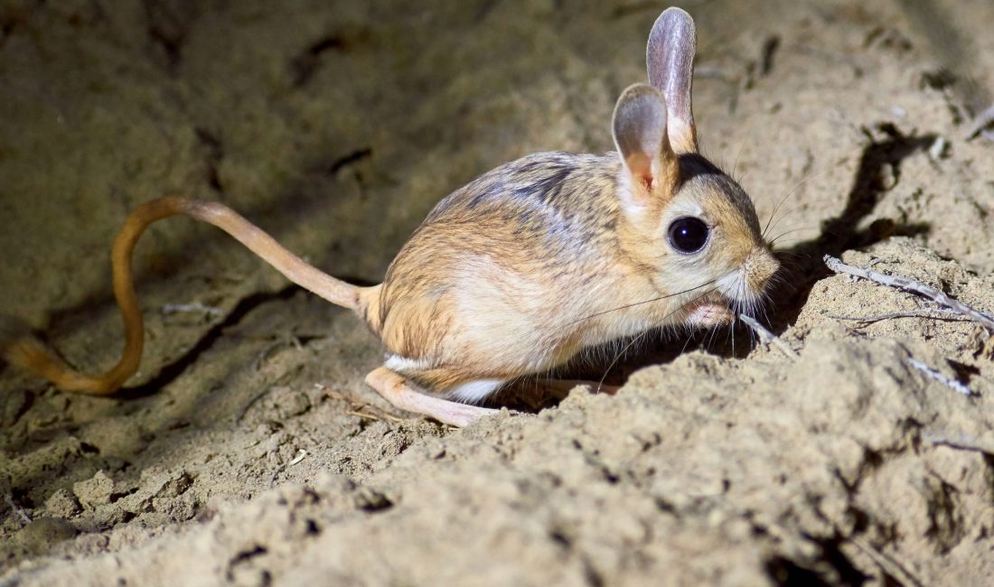 Yozgat'ta nesli tükenme tehlikesi altında olan arap tavşanı ilk kez