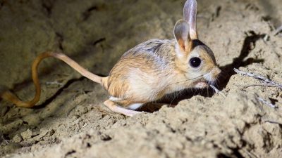 Yozgat'ta nesli tükenme tehlikesi altında olan arap tavşanı ilk kez