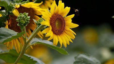 Yerli ayçiçeği tohumu alımı yapan firmalara tahsis edilmek üzere yağlık