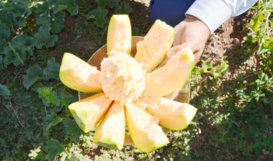 Yozgat’ın Aydıncık İlçesinde Bağrıbütün Kavunu Hasadı Başladı: Kaymakam Alperen Yıldırım