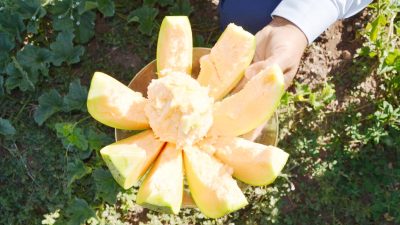 Yozgat’ın Aydıncık İlçesinde Bağrıbütün Kavunu Hasadı Başladı: Kaymakam Alperen Yıldırım