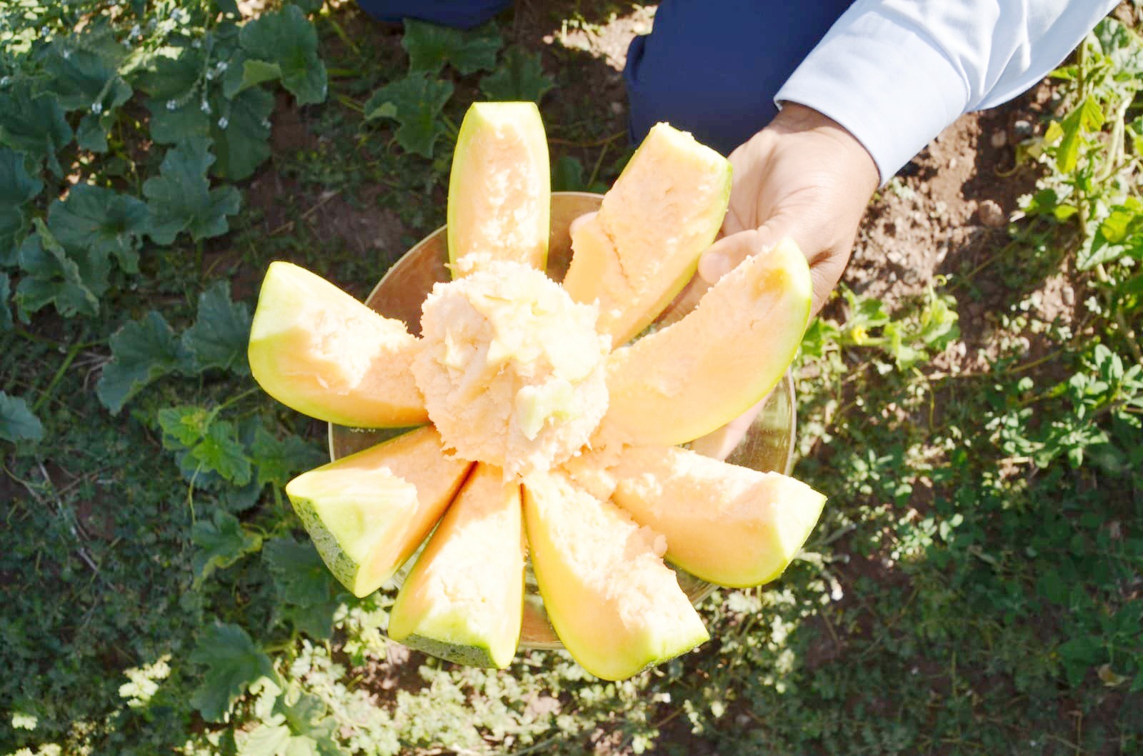 Yozgat’ın Aydıncık İlçesinde Bağrıbütün Kavunu Hasadı Başladı: Kaymakam Alperen Yıldırım