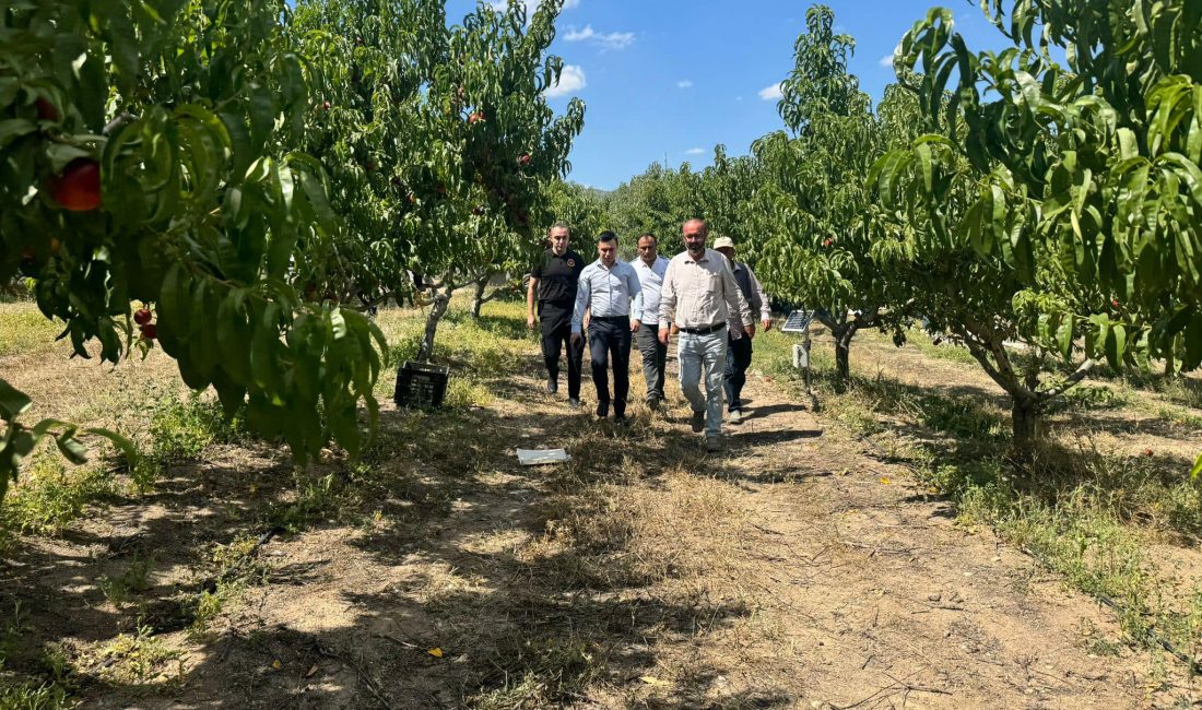 Türkiye’nin En Büyük Meyve Bahçelerinde Hasat Heyecanı: Kabalı Köyü Ekonomiyi