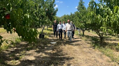 Türkiye’nin En Büyük Meyve Bahçelerinde Hasat Heyecanı: Kabalı Köyü Ekonomiyi