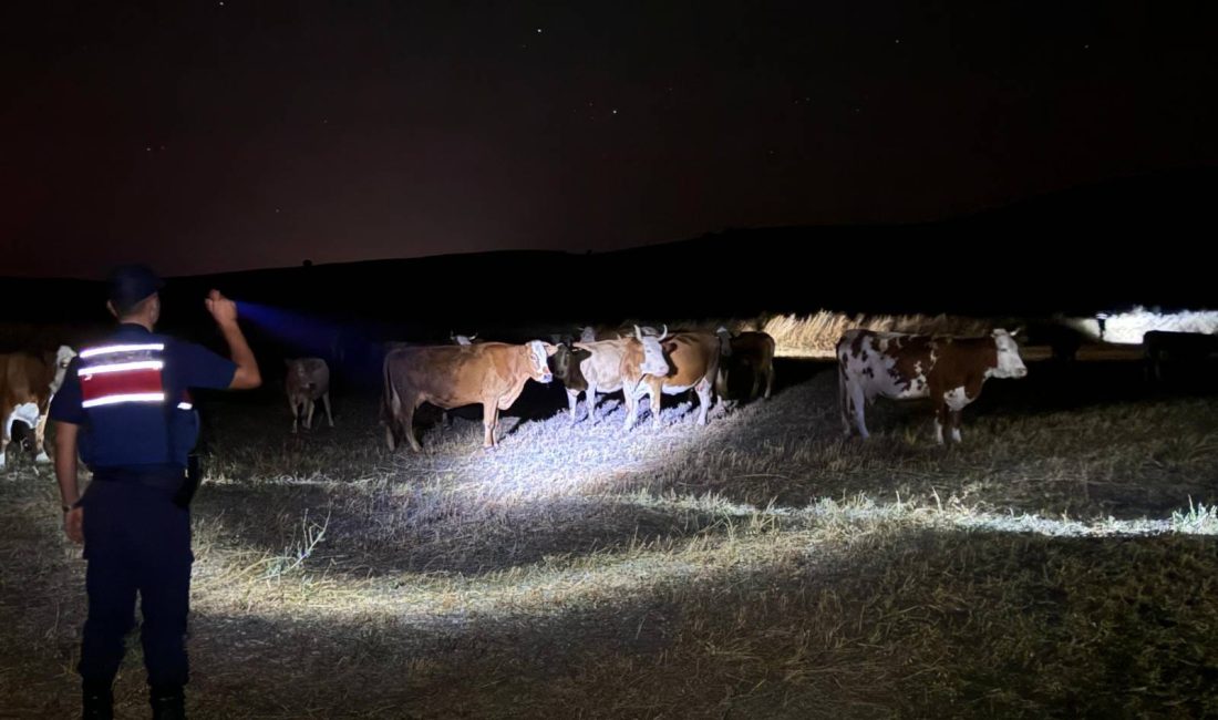 Yozgat Saraykent’te Kaybolan 45 Büyükbaş Hayvan Jandarma Ekipleri Tarafından Bulunarak