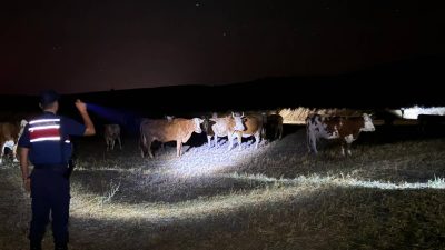 Yozgat Saraykent’te Kaybolan 45 Büyükbaş Hayvan Jandarma Ekipleri Tarafından Bulunarak