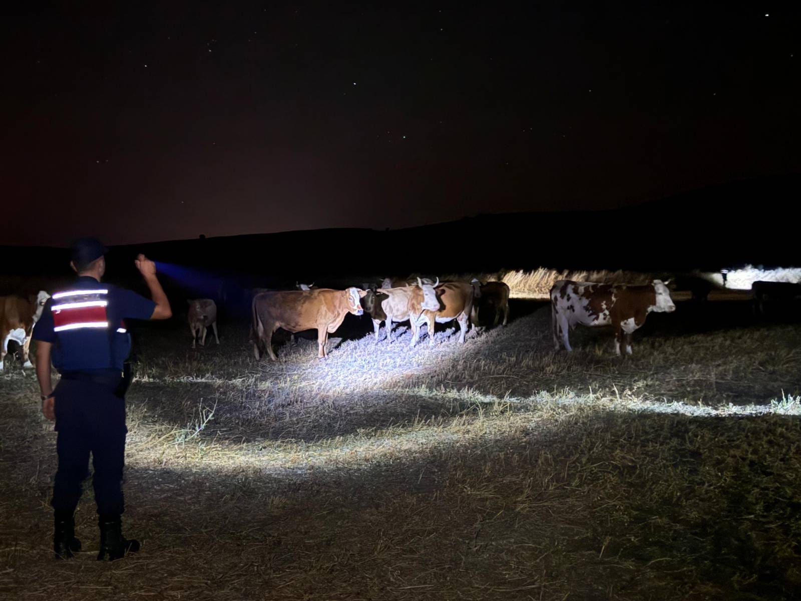 Yozgat Saraykent’te Kaybolan 45 Büyükbaş Hayvan Jandarma Ekipleri Tarafından Bulunarak