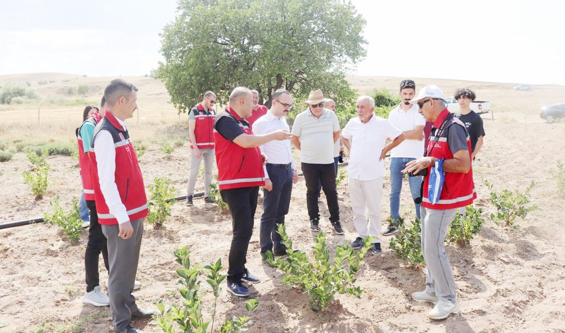 Gülistan Köyü’ne Aronya ve Lavanta Bahçesi: Şefaatli Kaymakamı ve İl