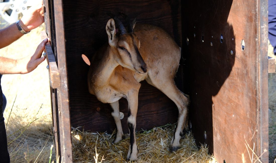 Doğa Koruma Projesi Kapsamında Kazankaya Kanyonu'na Dağ Keçileri Salındı: Ekoturizm