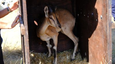 Doğa Koruma Projesi Kapsamında Kazankaya Kanyonu'na Dağ Keçileri Salındı: Ekoturizm