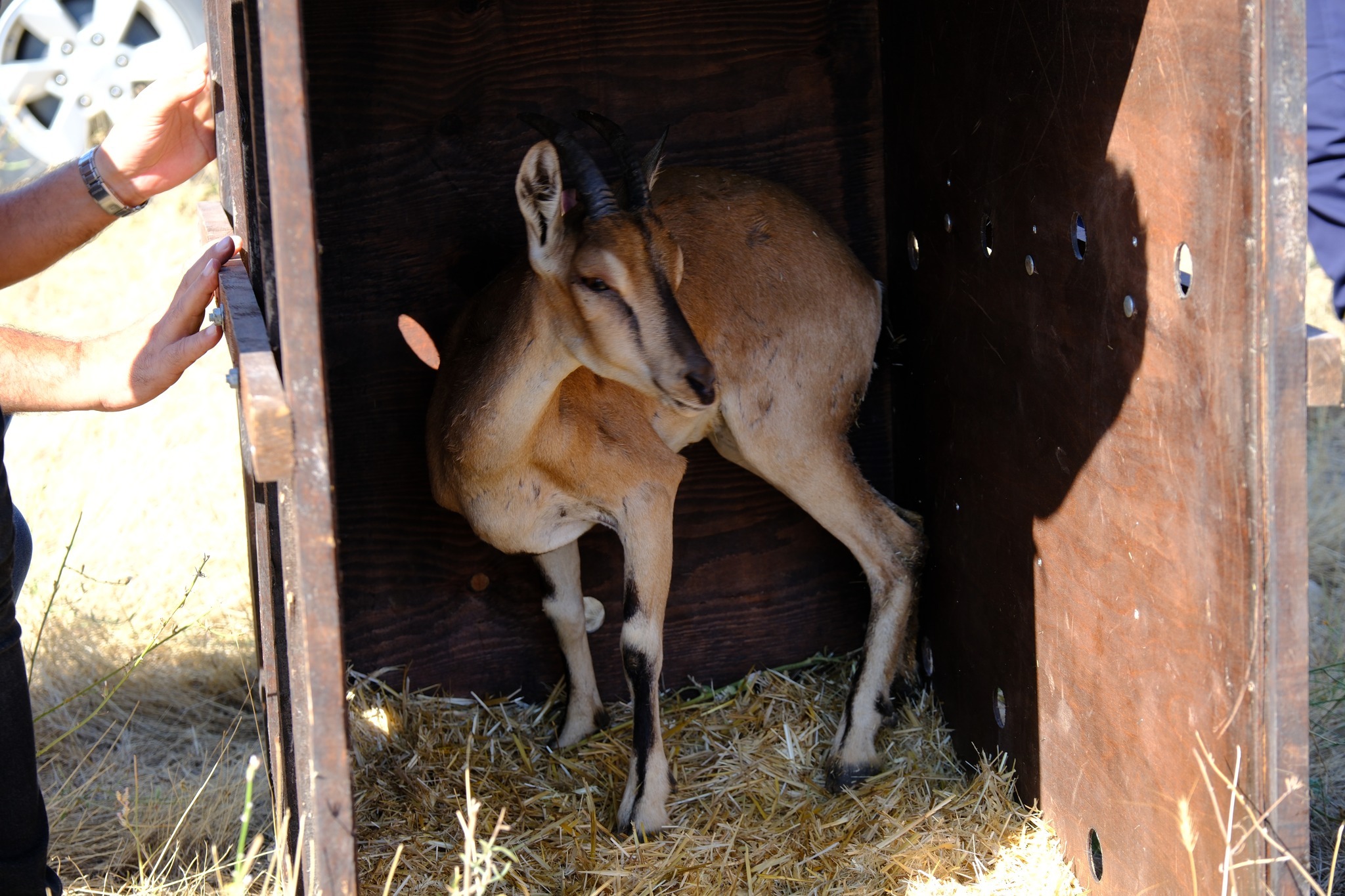 Doğa Koruma Projesi Kapsamında Kazankaya Kanyonu'na Dağ Keçileri Salındı: Ekoturizm