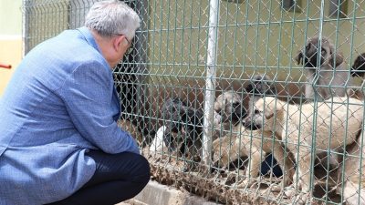 Yozgat Belediyesi, Hayvan Refahını Artırmak İçin Yenicamii Mahallesi'nde Yeni Barınak