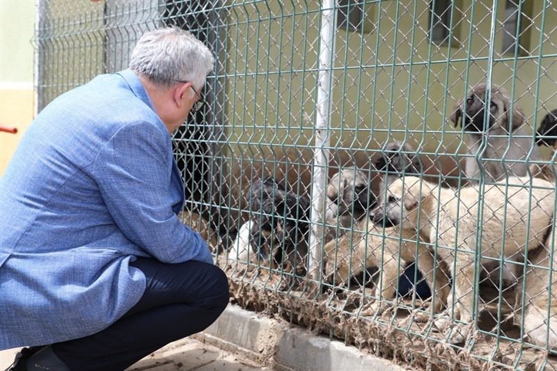 Yozgat Belediyesi, Hayvan Refahını Artırmak İçin Yenicamii Mahallesi'nde Yeni Barınak