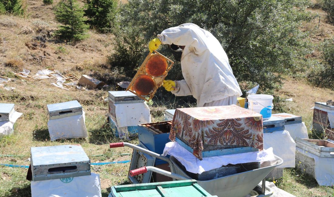 Yozgat’ın Çamlık Bal Ormanı’nda İlk Bal Sağımı yapıldı Yozgat’ın yeni projesi çamlık bal ormanı, bölgesel bal üretimini artıracak