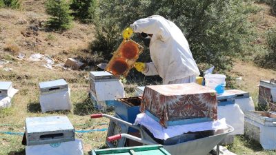 Yozgat’ın yeni projesi çamlık bal ormanı, bölgesel bal üretimini artıracak