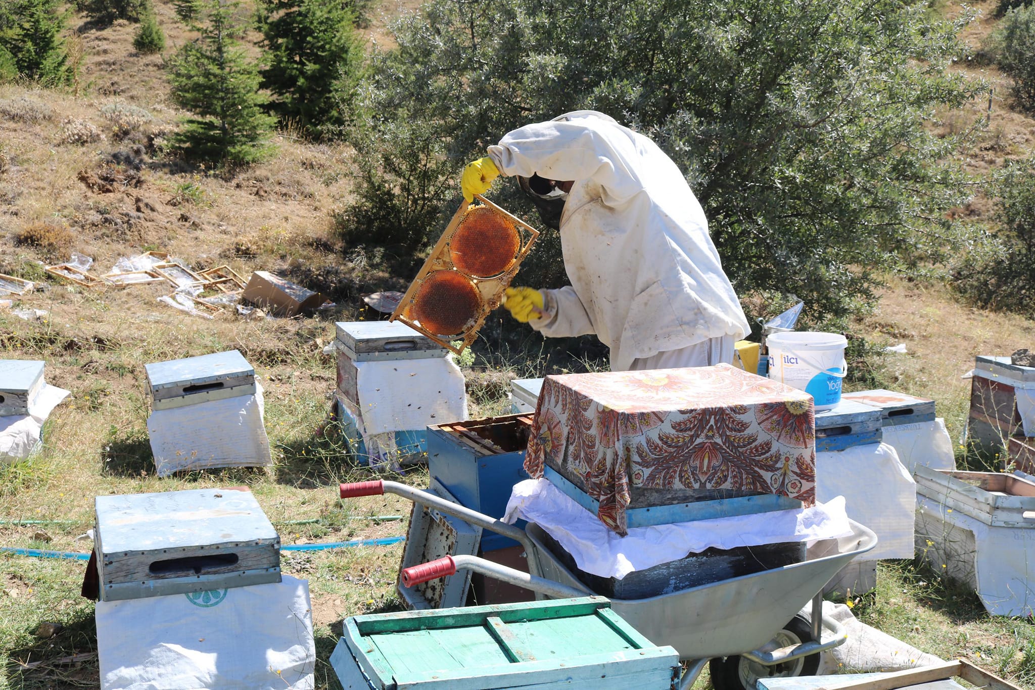 Yozgat’ın yeni projesi çamlık bal ormanı, bölgesel bal üretimini artıracak