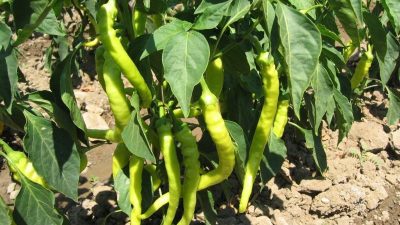 Türkiye'de biber üretiminde %55'lik artış: Şemsi Bayraktar, çiftçilerin karşılaştığı pazarlama