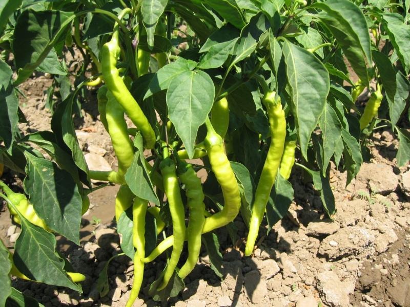 Türkiye’nin biber üretiminde büyük artış, çiftçiler pazarlama sorunlarıyla karşı karşıya Türkiye'de biber üretiminde %55'lik artış: Şemsi Bayraktar, çiftçilerin karşılaştığı pazarlama