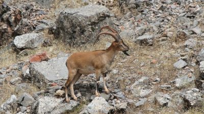 Kazankaya Kanyonu'nda Turizme Yeni Bir Boyut: 5 Dağ Keçisi Bölgeye