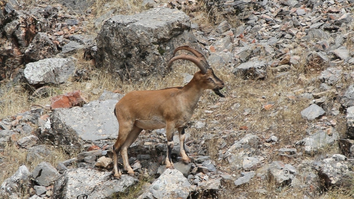 Kazankaya Kanyonu'nda Turizme Yeni Bir Boyut: 5 Dağ Keçisi Bölgeye