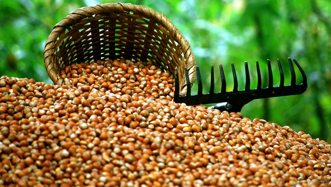 Toprak Mahsulleri Ofisi (TMO), 2024-2025 dönemi için kabuklu fındık alım