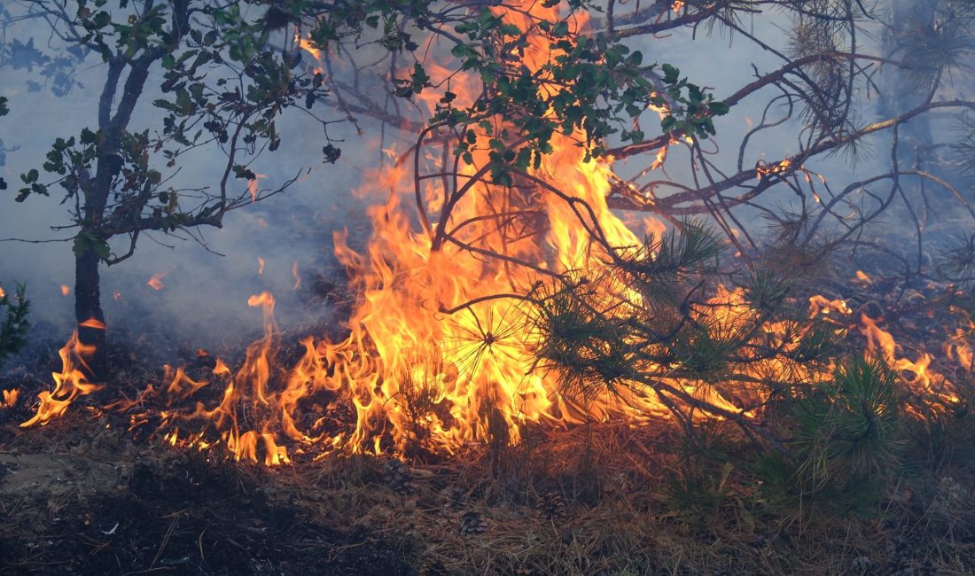 Orman yangını nedeniyle iki kişi gözaltına alındı Çekerek İsaklı Köyü'nde Yangın Çıktı, İki Kişi Gözaltına Alındı.