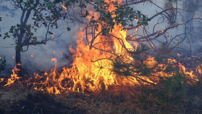 Çekerek İsaklı Köyü'nde Yangın Çıktı, İki Kişi Gözaltına Alındı.
