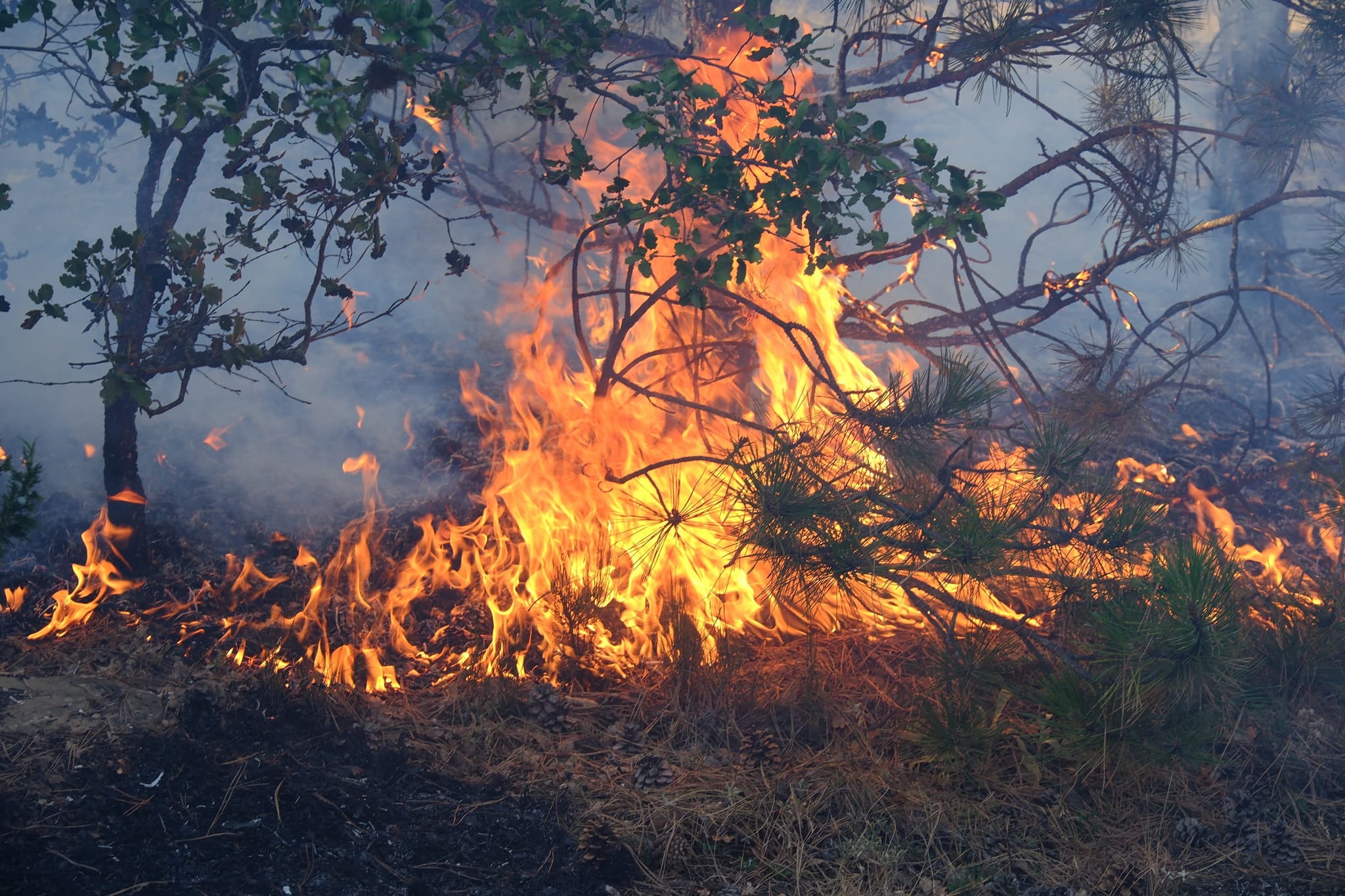 Çekerek İsaklı Köyü'nde Yangın Çıktı, İki Kişi Gözaltına Alındı.
