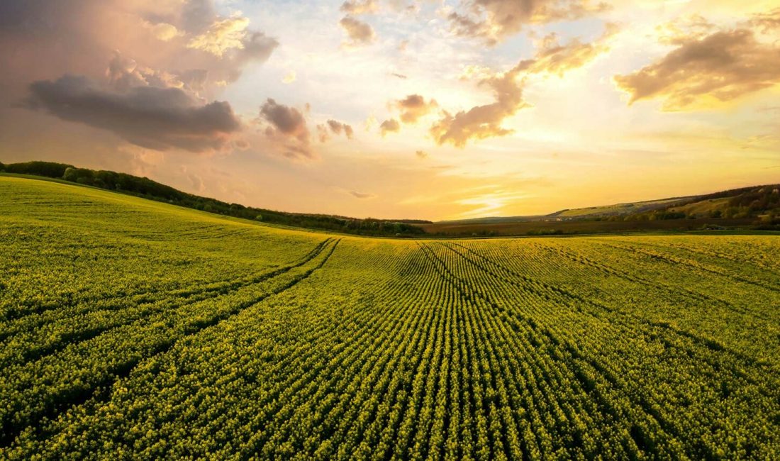 Bitkisel Üretime Yönelik Yeni Destekleme Modeli Resmi Gazete’de Yayımlandı Tarımda Yeni Dönem Başlıyor: 2025-2027 Yıllarında Yapılacak Bitkisel Üretim Desteklemeleri