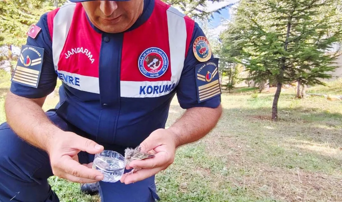 Yozgat Jandarma Ekiplerinden Örnek Davranış: Yaralı Kuşa Şefkat Eli Uzatıldı!