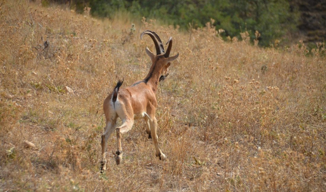 Yozgat’ta Yaban Hayatını Canlandırma Çalışmaları: 16 Yaban Keçisi Doğal Habitatına