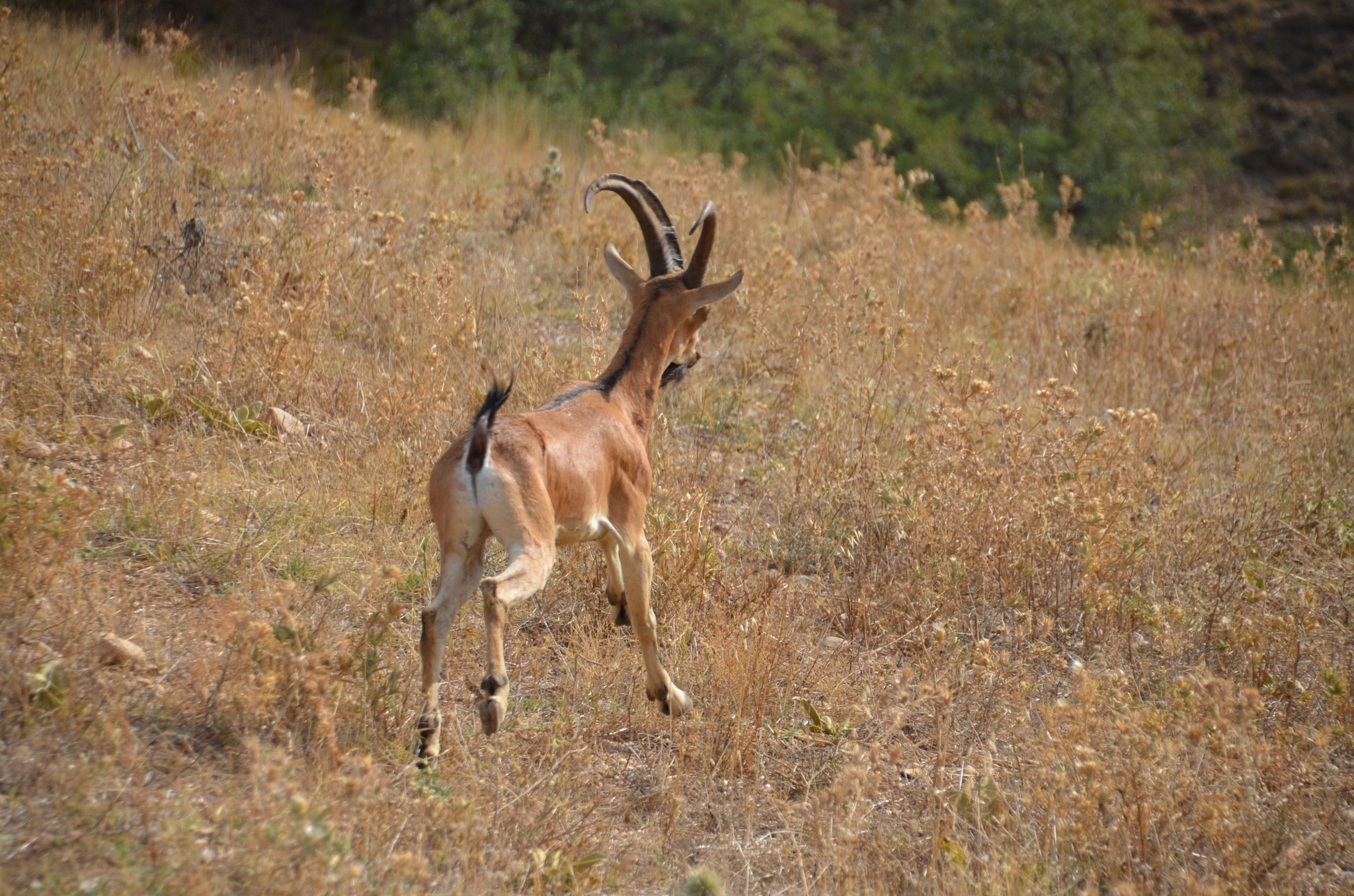 Yozgat’ta Yaban Hayatını Canlandırma Çalışmaları: 16 Yaban Keçisi Doğal Habitatına