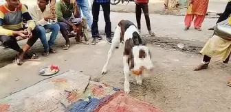 Hindistan‘ın kuzeydoğusunda bir kasabada, iki başlı bir buzağı doğdu ve