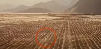 Video, bölgede birkaç inek, lama ve alpakanın ölü bulunmasının hemen