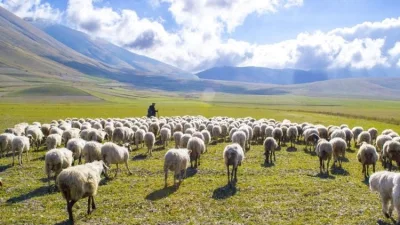 TÜİK'in Haziran Ayı Verilerine Göre Sığır ve Manda Sayısında Düşüş,