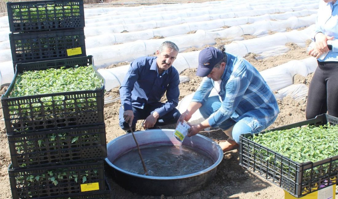 Yozgat’ta, son yıllarda tarımsal alanda kullanılmaya başlanan mikoriza mantarı ile