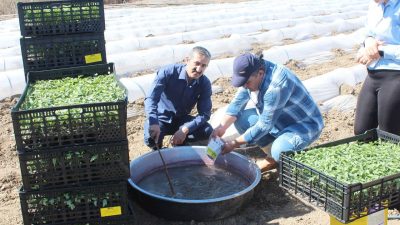 Yozgat’ta, son yıllarda tarımsal alanda kullanılmaya başlanan mikoriza mantarı ile