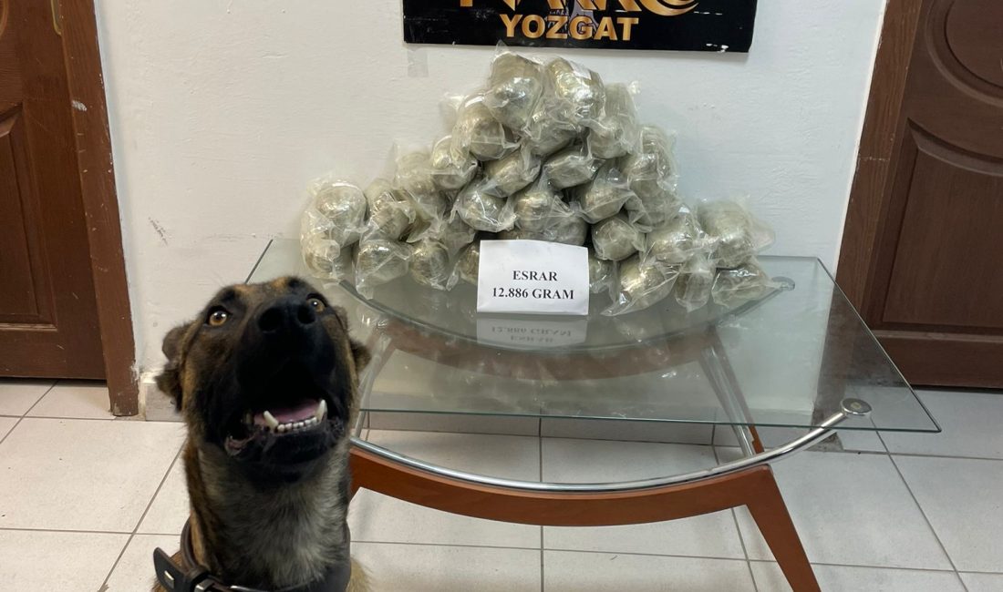 Uyuşturucu Operasyonu: 12 Kilogram Esrar Ele Geçirildi Yozgat'ta Narkotik Ekiplerinden Büyük Başarı: Çayıralan'da 12 Kilogram Esrar ile