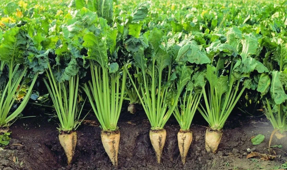 2024 Yılı Şeker Pancarında Alım Fiyatı 2.375 TL Olarak Belirlendi: