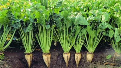 2024 Yılı Şeker Pancarında Alım Fiyatı 2.375 TL Olarak Belirlendi: