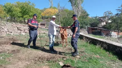 Yozgat Kale Köyü’nde Kaybolan Büyükbaş Hayvan, Jandarma Ekiplerinin Başarılı Çalışmalarıyla