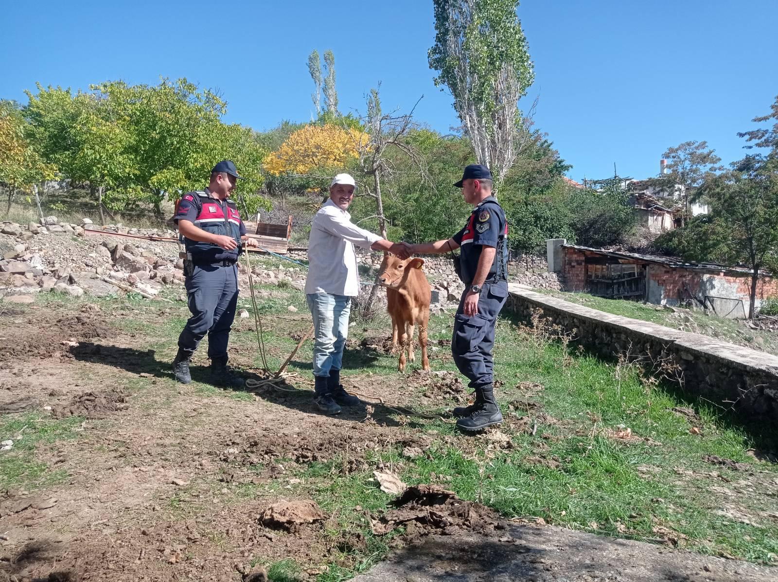 Yozgat Kale Köyü’nde Kaybolan Büyükbaş Hayvan, Jandarma Ekiplerinin Başarılı Çalışmalarıyla