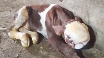 Yozgat’ın Çekerek İlçesinde Şaşırtan Doğum: Anormal Yapıda Bir Buzağı Dünyaya